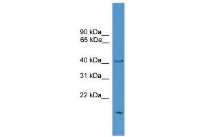 WB Suggested Anti-POFUT1 Antibody Titration: 0. (POFUT1 Antikörper  (Middle Region))