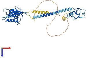 RNF133 Protein (AA 1-382) (His tag)