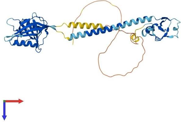RNF133 Protein (AA 1-382) (His tag)
