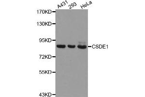 Western Blotting (WB) image for anti-Cold Shock Domain Containing E1, RNA-Binding (CDSE1) antibody (ABIN1876970) (CDSE1 Antikörper)