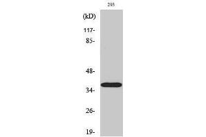 Western Blotting (WB) image for anti-Hydroxysteroid (17-Beta) Dehydrogenase 11 (HSD17B11) (Internal Region) antibody (ABIN3183086) (HSD17B11 Antikörper  (Internal Region))