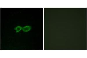 Immunofluorescence (IF) image for anti-Olfactory Receptor, Family 13, Subfamily C, Member 4 (OR13C4) (AA 201-250) antibody (ABIN2890920) (OR13C4 Antikörper  (AA 201-250))