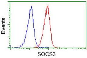 Image no. 2 for anti-Suppressor of Cytokine Signaling 3 (SOCS3) antibody (ABIN1501057) (SOCS3 Antikörper)