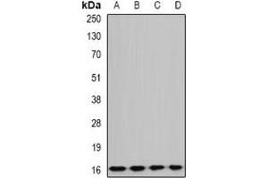 Western blot analysis of GABARAPL1 expression in BT474 (A), mouse liver (B), rat brain (C), rat kidney (D) whole cell lysates. (GABARAPL1 Antikörper)
