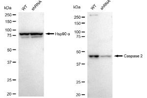 Western blotting analysis using Caspase 2 antibody (ABIN7797890). (Rekombinanter Caspase 2 Antikörper)