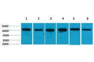 Western Blotting (WB) image for anti-Heat Shock 70kDa Protein 8 (HSPA8) antibody (ABIN3181508) (Hsc70 Antikörper)