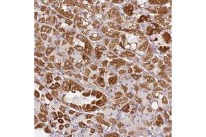 Immunohistochemical staining of human stomach with DEFB116 polyclonal antibody  shows strong cytoplasmic positivity in glandular cells at 1:50-1:200 dilution. (DEFB116 Antikörper)