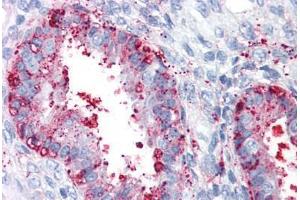 Anti-ENTPD2 antibody  ABIN960772 IHC staining of human uterus. (ENTPD2 Antikörper  (Internal Region))