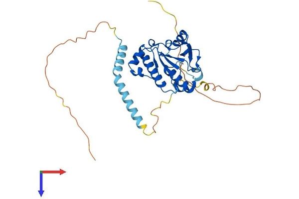 RG9MTD2 Protein (AA 1-328) (His tag)