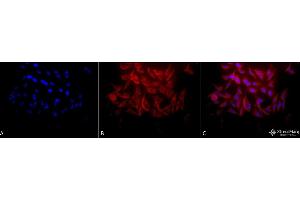 Immunocytochemistry/Immunofluorescence analysis using Rabbit Anti-Hsp27 Polyclonal Antibody (ABIN1027725 and ABIN1027726). (HSP27 Antikörper)