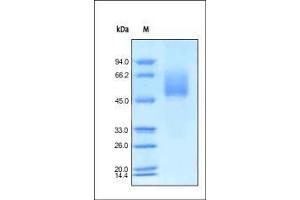 SDS-PAGE (SDS) image for Poliovirus Receptor (PVR) (AA 21-343) (Active) protein (His tag) (ABIN2180698)