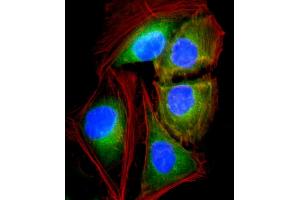 Immunofluorescence (IF) image for anti-ATPase, H+ Transporting, Lysosomal 13kDa, V1 Subunit G3 (ATP6V1G3) (AA 15-49) antibody (ABIN6242176)