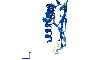 Protein Structure (PS) image for Mago-Nashi Homolog (MAGOH) (AA 1-146) protein (His tag) (ABIN7563493)