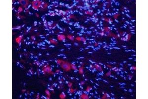 Expression of nAChRα7 in rat DRG - Immunohistochemical staining of rat dorsal root ganglion (DRG) frozen sections using Anti-Nicotinic Acetylcholine Receptor α7 (CHRNA7) (extracellular) Antibody (ABIN7043067, ABIN7044631 and ABIN7044632), (1:200).