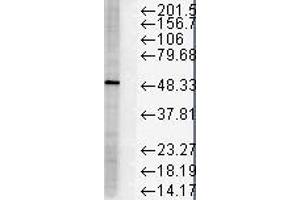 FKBP51 HS Hela 10ug 1 in 1000 Western Blotting copy. (FKBP5 Antikörper)
