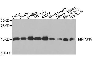 Western blot analysis of extracts of various cells, using MRPS16 antibody. (MRPS16 Antikörper)