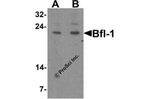 Western Blotting (WB) image for anti-BCL2-Related Protein A1 (BCL2A1) (N-Term) antibody (ABIN1031273) (BCL2A1 Antikörper  (N-Term))