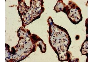 Immunohistochemistry of paraffin-embedded human placenta tissue using ABIN7147667 at dilution of 1:100 (CSH1 Antikörper  (AA 27-217))