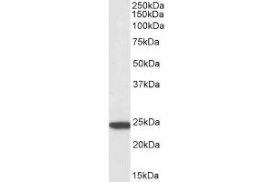 Biotinylated ABIN5539792 (3µg/ml) staining of U937 lysate (35µg protein in RIPA buffer), exactly mirroring its parental non-biotinylated product. (PYCARD Antikörper  (C-Term) (Biotin))