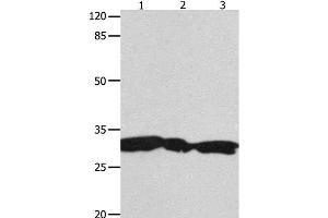 Western Blot analysis of Hela, 293T and Jurkat cell using YWHAG Polyclonal Antibody at dilution of 1:1800 (14-3-3 gamma Antikörper)