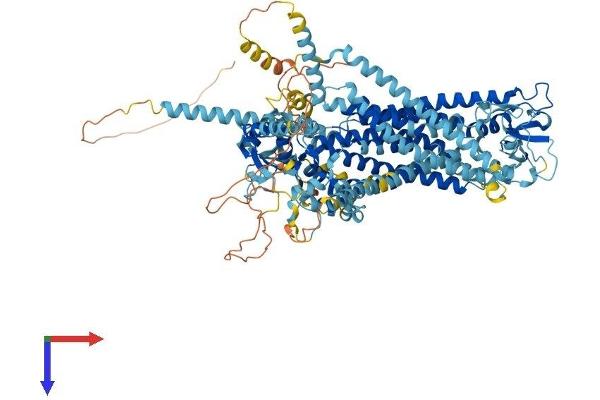 ANO1 Protein (AA 1-986) (His tag)