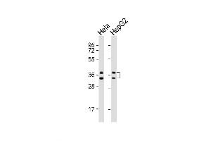 Western Blot at 1:1000 dilution Lane 1: Hela whole cell lysates Lane 2: HepG2 whole cell lysates Lysates/proteins at 20 ug per lane. (HNRNPA1 Antikörper  (C-Term))