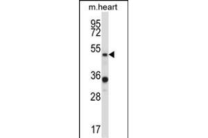 PIAS4 Antibody (N-term) (ABIN657934 and ABIN2846878) western blot analysis in mouse heart tissue lysates (35 μg/lane). (PIAS4 Antikörper  (N-Term))