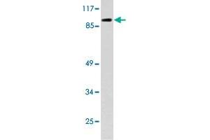 Western blot analysis of 293 cell lysate with NFATC4 polyclonal antibody .