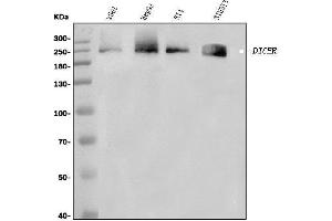 Western blot analysis of Dicer/DICER1 using anti-Dicer/DICER1 antibody (ABIN7600147).