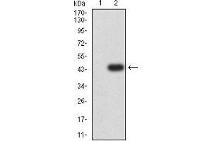 Western blot analysis using CD66A mAb against HEK293 (1) and CD66A (AA: extra 65-201)-hIgGFc transfected HEK293 (2) cell lysate. (CEACAM1 Antikörper  (AA 65-201))