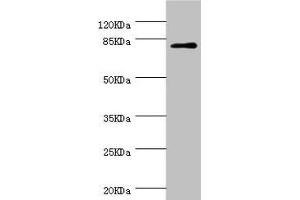 Western blot All lanes: DPP3 antibody at 1. (DPP3 Antikörper  (AA 1-280))