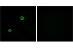 Immunofluorescence (IF) image for anti-Apolipoprotein L, 4 (APOL4) (AA 301-350) antibody (ABIN2890127) (Apolipoprotein L 4 Antikörper  (AA 301-350))