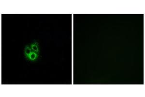 Immunofluorescence analysis of A549 cells, using GNG5 antibody. (GNG5 Antikörper  (N-Term))