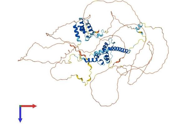 TCEB3 Protein (AA 1-773) (His tag)