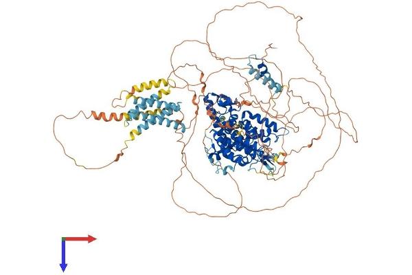 PDE3A Protein (AA 1-1141) (His tag)