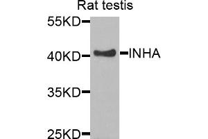 Western blot analysis of extracts of rat testis, using INHA antibody (ABIN5975331) at 1/1000 dilution. (Inhibin alpha Antikörper)