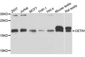 Western blot analysis of extracts of various cell lines, using CETN1 antibody.