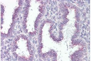 Anti-RER1 antibody IHC staining of human uterus. (RER1 Antikörper  (AA 179-192))