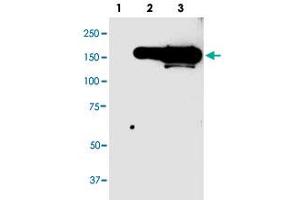 Western blot analysis of GFP tag monoclonal antibody, clone 946as  in 10 ug lysate from GFP fusion protein prositive 293 cells. (GFP Tag Antikörper  (N-Term))