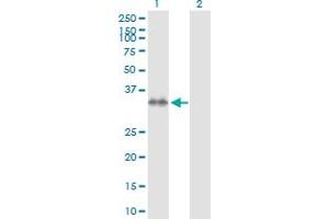 Western Blot analysis of STX7 expression in transfected 293T cell line by STX7 MaxPab polyclonal antibody. (Syntaxin 7 Antikörper  (AA 1-261))