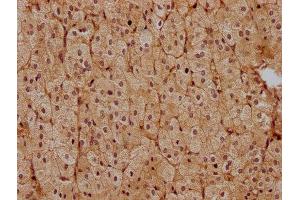 IHC image of ABIN7139851 diluted at 1:400 and staining in paraffin-embedded human adrenal gland tissue performed on a Leica BondTM system. (PEN2 Antikörper  (AA 39-57))