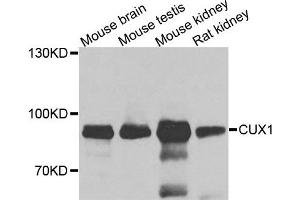 Western blot analysis of extracts of various cells, using CUX1 antibody. (CUX1 Antikörper)
