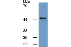Western Blotting (WB) image for Caspase 1 (CASP1) ELISA Kit (ABIN6574284)