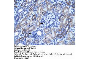 Human kidney (ASIC3 Antikörper  (N-Term))