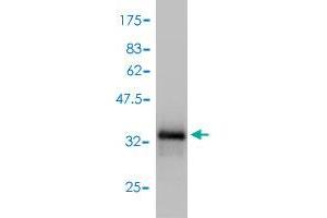 Western Blotting (WB) image for anti-Guanine Nucleotide Binding Protein (G Protein), gamma Transducing Activity Polypeptide 2 (GNGT2) (AA 1-69) antibody (ABIN561081)