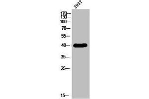 Western Blot analysis of 293T cells using DHHC-9 Polyclonal Antibody (ZDHHC9 Antikörper  (C-Term))