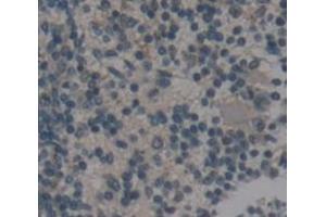 IHC-P analysis of Mouse Tissue, with DAB staining. (CFP Antikörper  (AA 310-459))