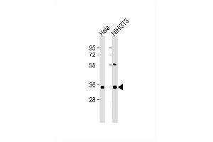 All lanes : Anti-MEOX2 Antibody at 1:1000 dilution Lane 1: Hela whole cell lysates Lane 2: NIH/3T3 whole cell lysates Lysates/proteins at 20 μg per lane. (MEOX2 Antikörper)