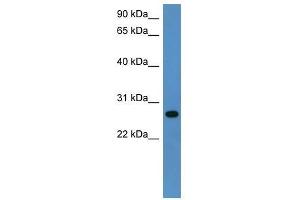 Western Blot showing Cyb5r2 antibody used at a concentration of 1-2 ug/ml to detect its target protein.