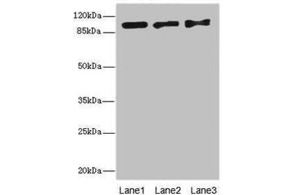 Exonuclease 1 Antikörper  (AA 301-600)